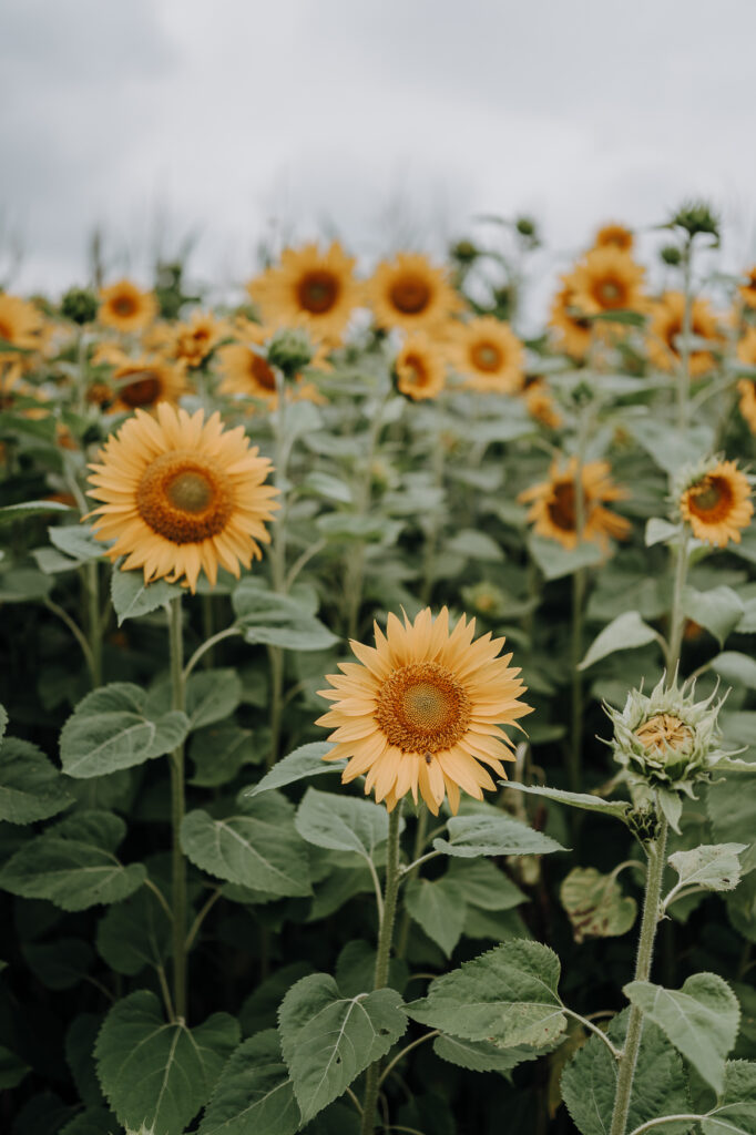 Aufnahmen des Brautpaars mit Freunden und Familie