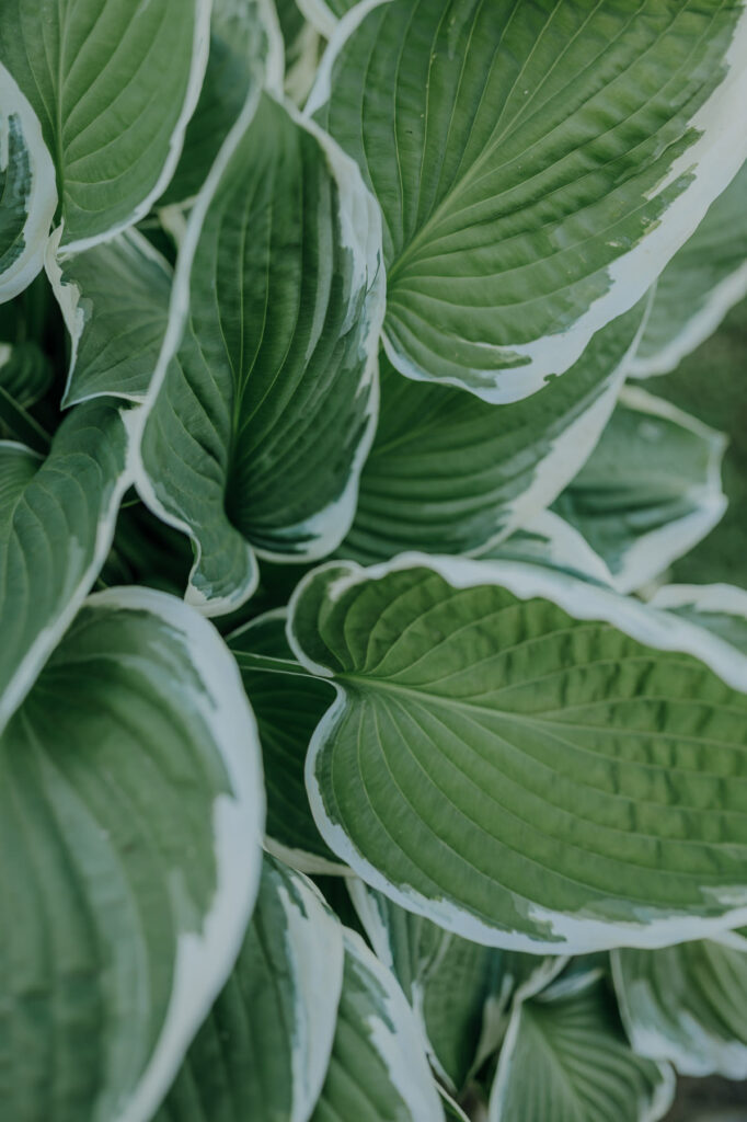 Reportageaufnahmen einer freien Trauung am See